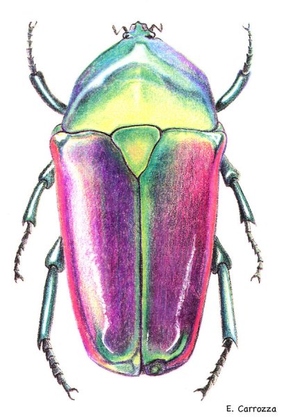 Майский хрущ мультяшная