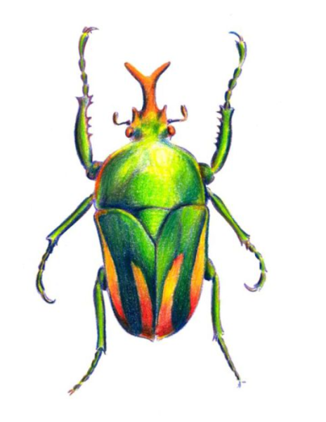 Жуки коллаж