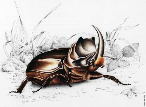 Жук скарабей для детей