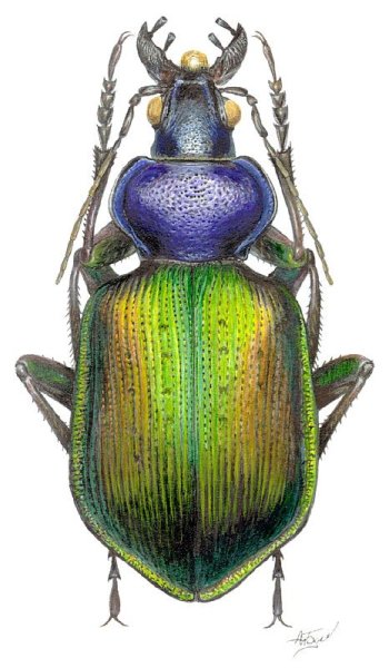 Жук Рогач иллюстрация