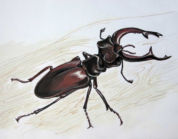 Красивые стилизованные насекомые