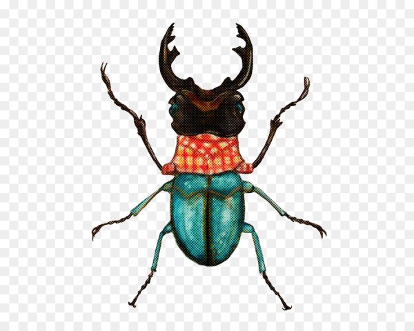 Майский Жук хрущ рисунок