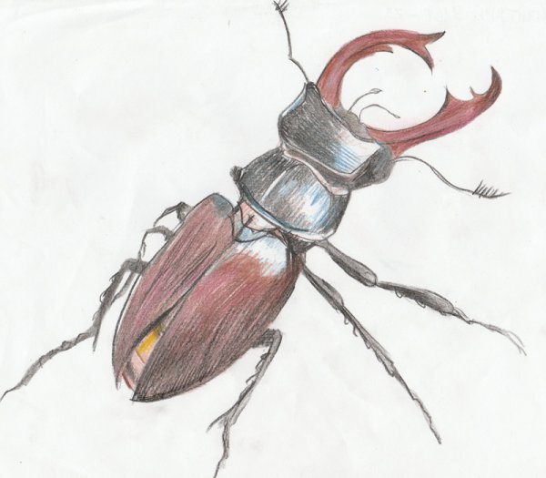 Щитник-черепашка, или Жук Пикассо (Sphaerocoris annulus)