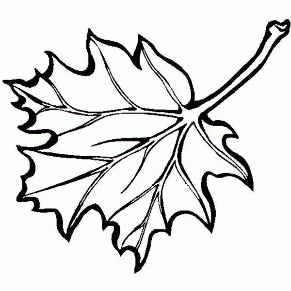 Осенние листья рисунок