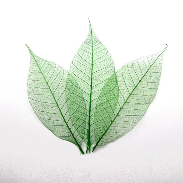 Листья клена цветные