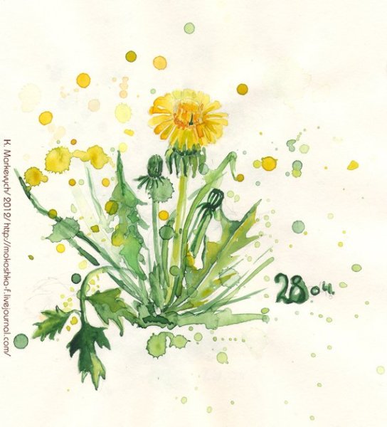 Одуванчик это цветок Геншин