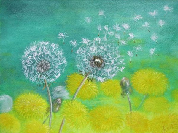 Рисование одуванчик