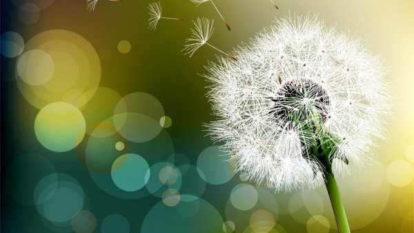 Красивые одуванчики