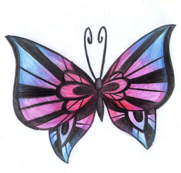 Бабочки для срисовки