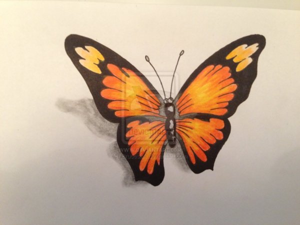 Раскраска "бабочки"