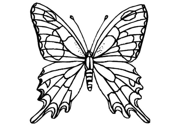 Рисование бабочки