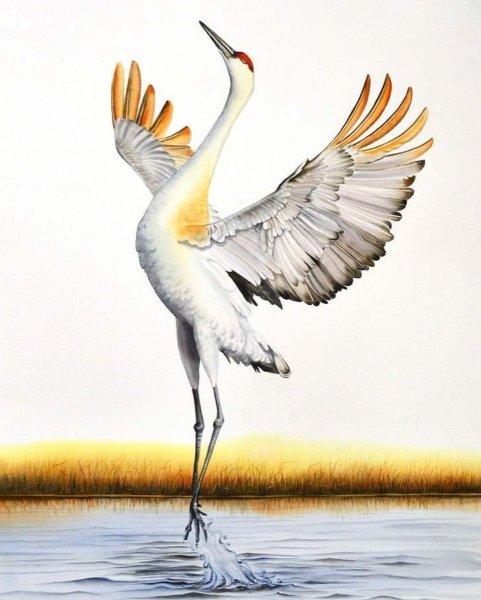 Красивые Журавли