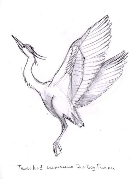 Журавль рисунок карандашом