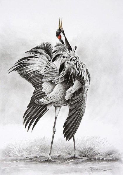 Журавль эскиз