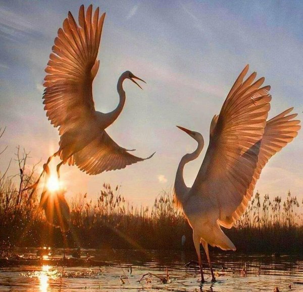 Танцующие Журавли