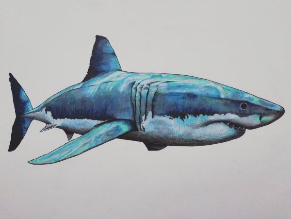 Нарисовать акулу
