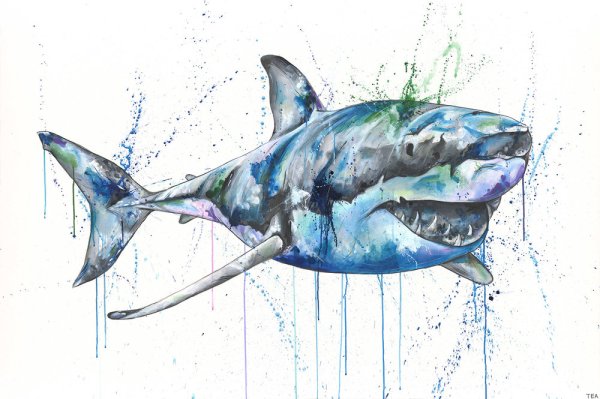 Акула гуашью