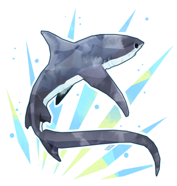 Красивая акула рисунок