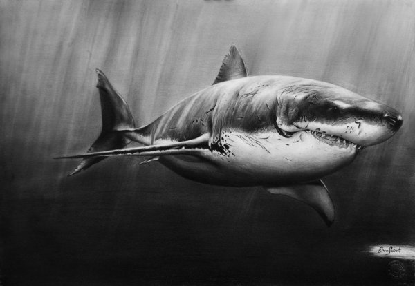 Красивая акула рисунок