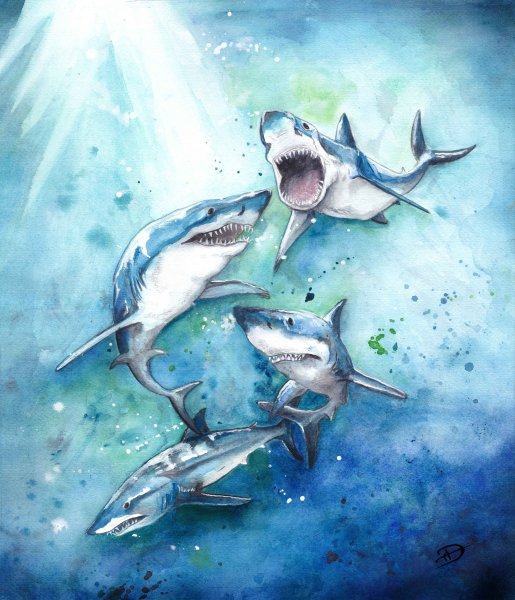 Акула арт