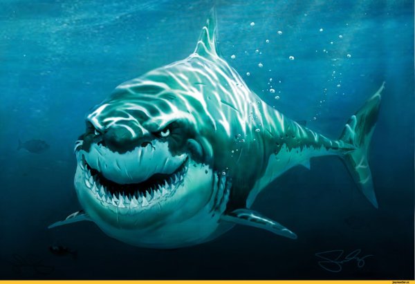 Красивые акулы