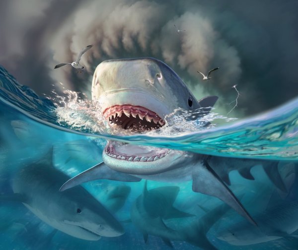 Акула арт