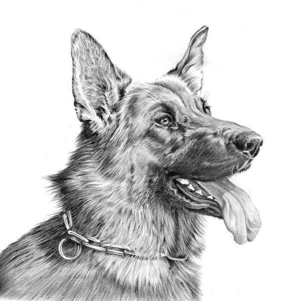 Немецкая овчарка Canva