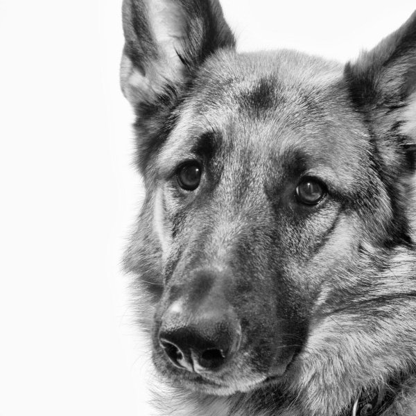 Немецкая овчарка референс