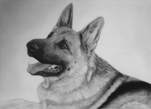 Немецкая овчарка Шеферд Мухтар