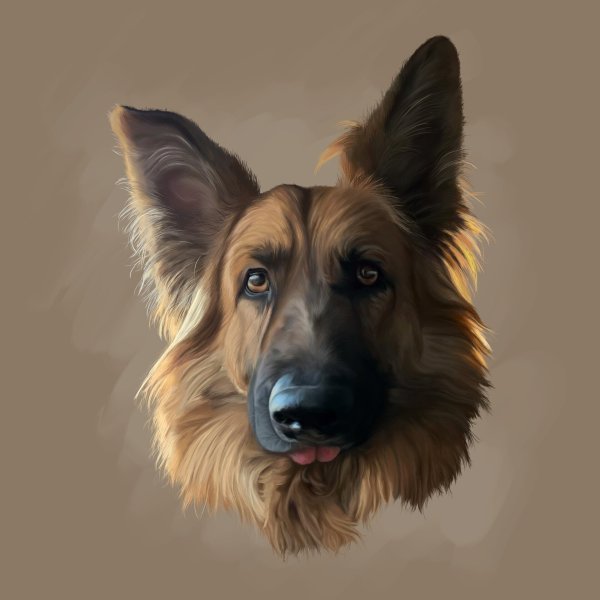 Морда овчарки