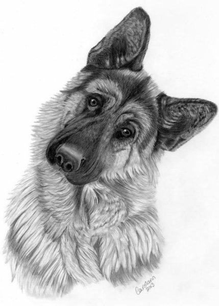 Овчарка рисунок