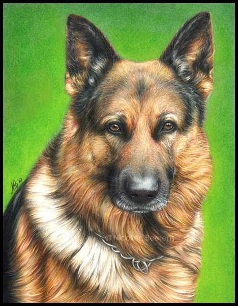 Собака немецкая овчарка