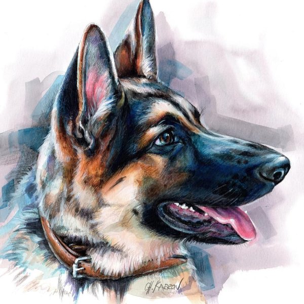 Восточноевропейская овчарка арт