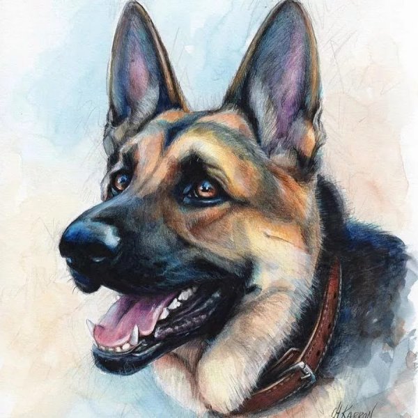 Немецкая овчарка цветными карандашами