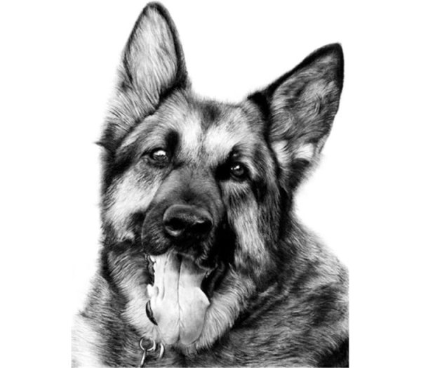 Собака немецкая овчарка референс