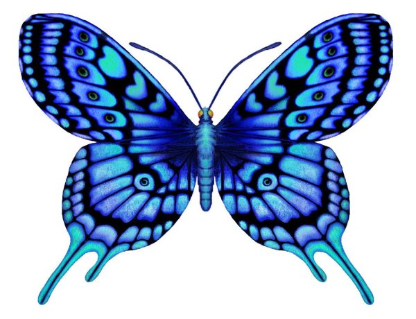 Бабочка рисунок