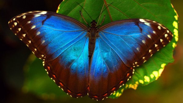 Бабочка Макросъемка