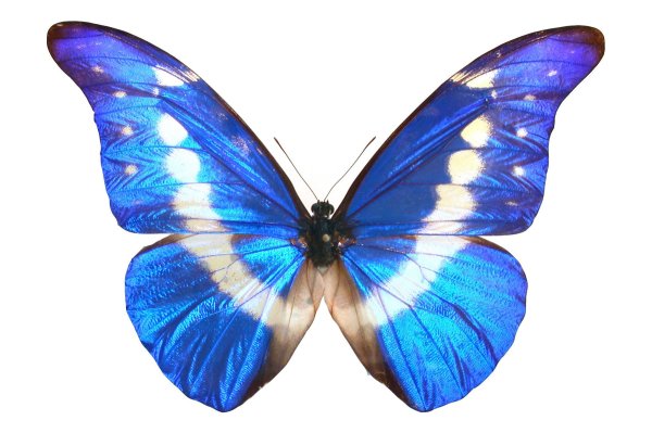 Бабочка Morpho Helena