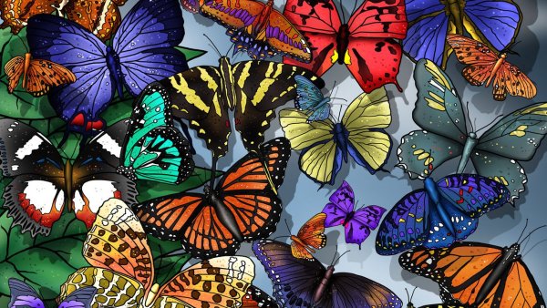 Красивые бабочки