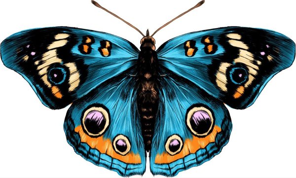 Бабочка вид сверху рисунок