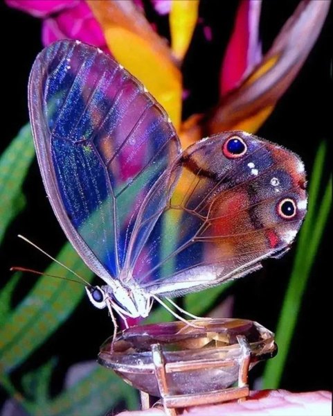 Бабочка Баттерфляй