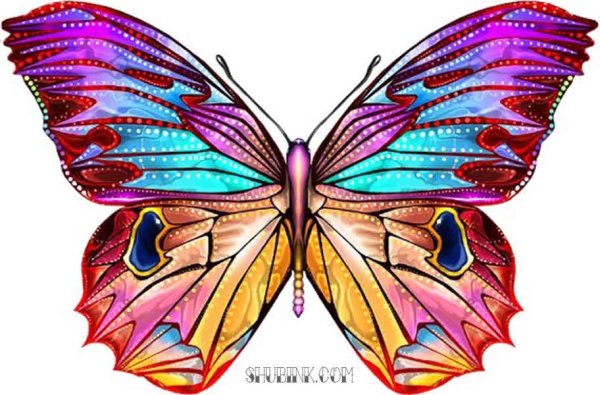 Бабочки красивые цветные