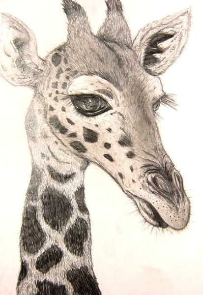 Жираф арт