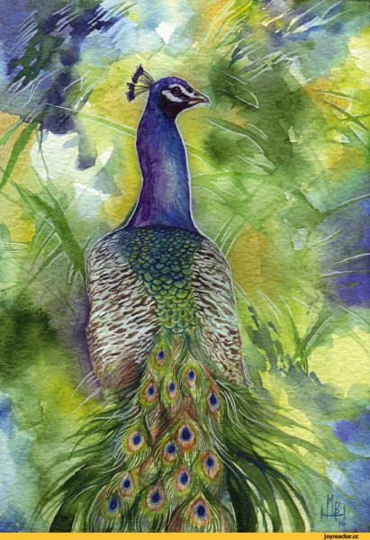 Павлин нарисовать