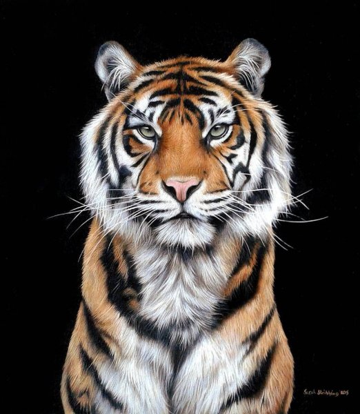 Тигр рисунок