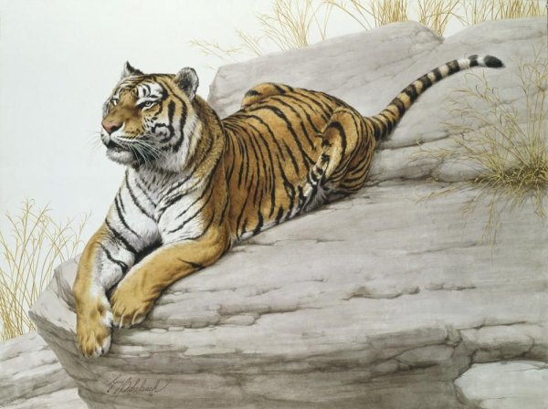 Guy Coheleach американский художник