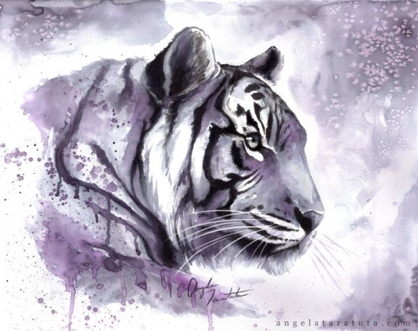 Белый тигр акварель