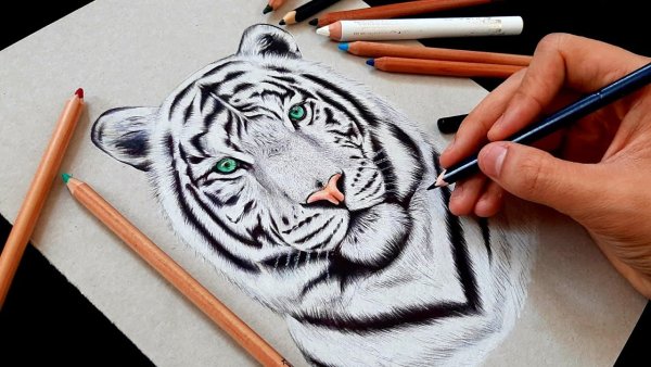 Тигр рисунок карандашом для срисовки
