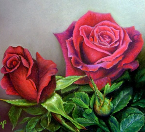 Роза скетч, набросок