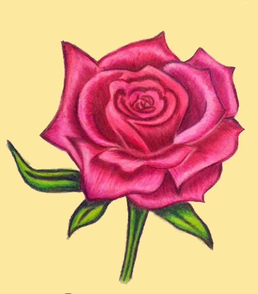 Нарисовать розу